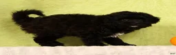 Pomapoo dogs for sale: Chelsey - Ad 8