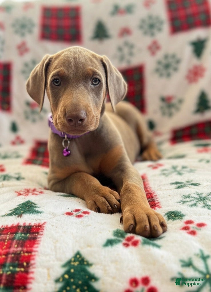 Doberman Pinscher dogs Isabella - Ad 2