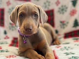 Doberman Pinscher dogs Isabella - Ad 2