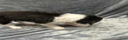 Border Collie dogs for sale: Jedi - Ad 5