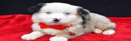Miniature Australian Shepherd dogs for sale: Chopper - Ad 6
