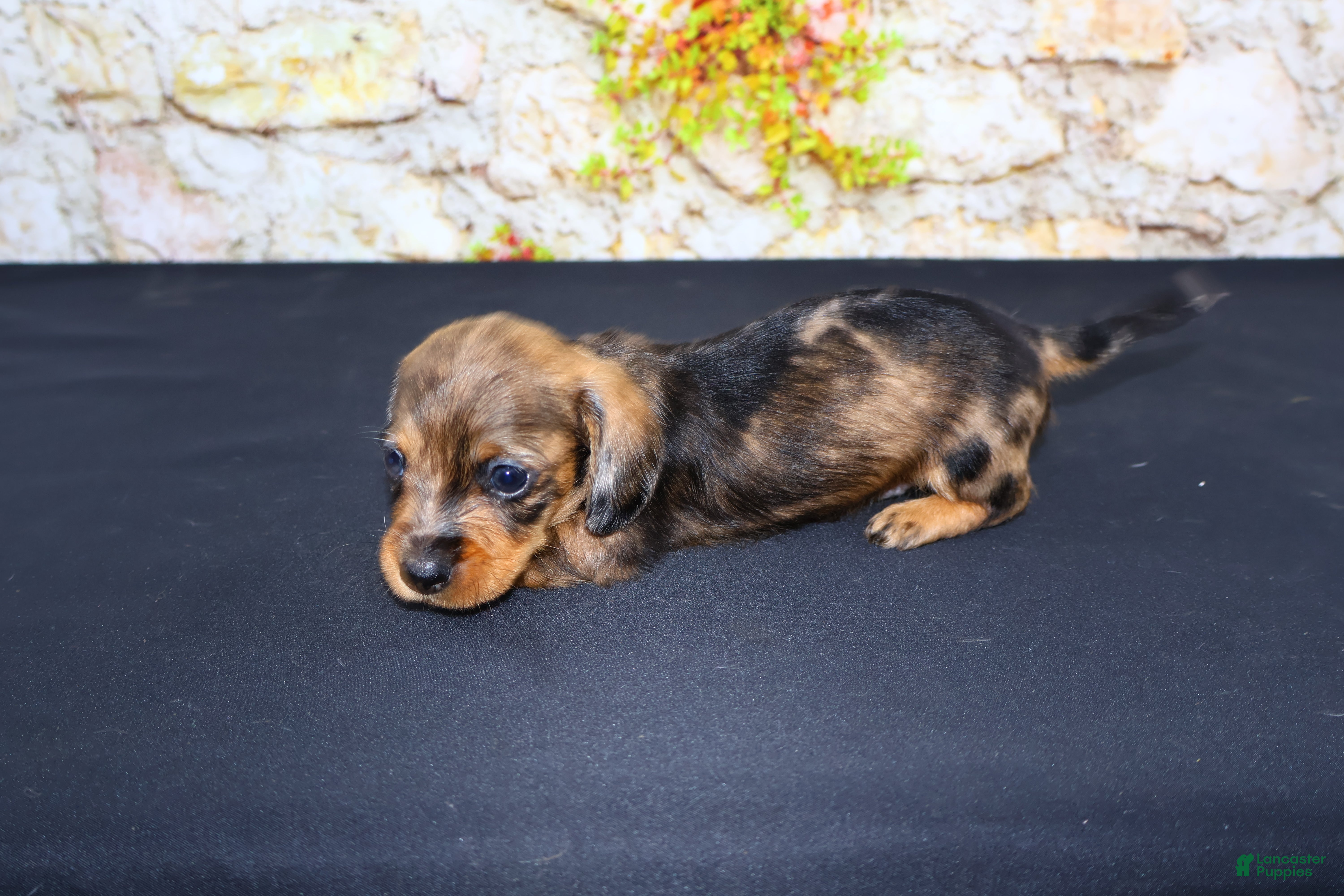Miniature Dachshund dogs Horton - Ad 2