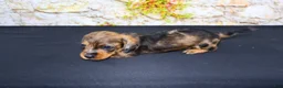 Miniature Dachshund dogs for sale: Horton - Ad 2