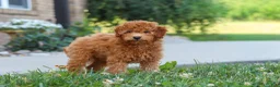 Cavapoo dogs for sale: Fletcher - Ad 1