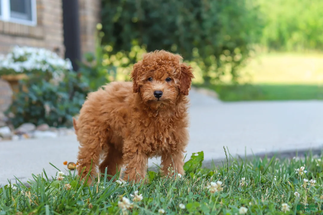 Cavapoo dogs for sale: Fletcher - Ad 1