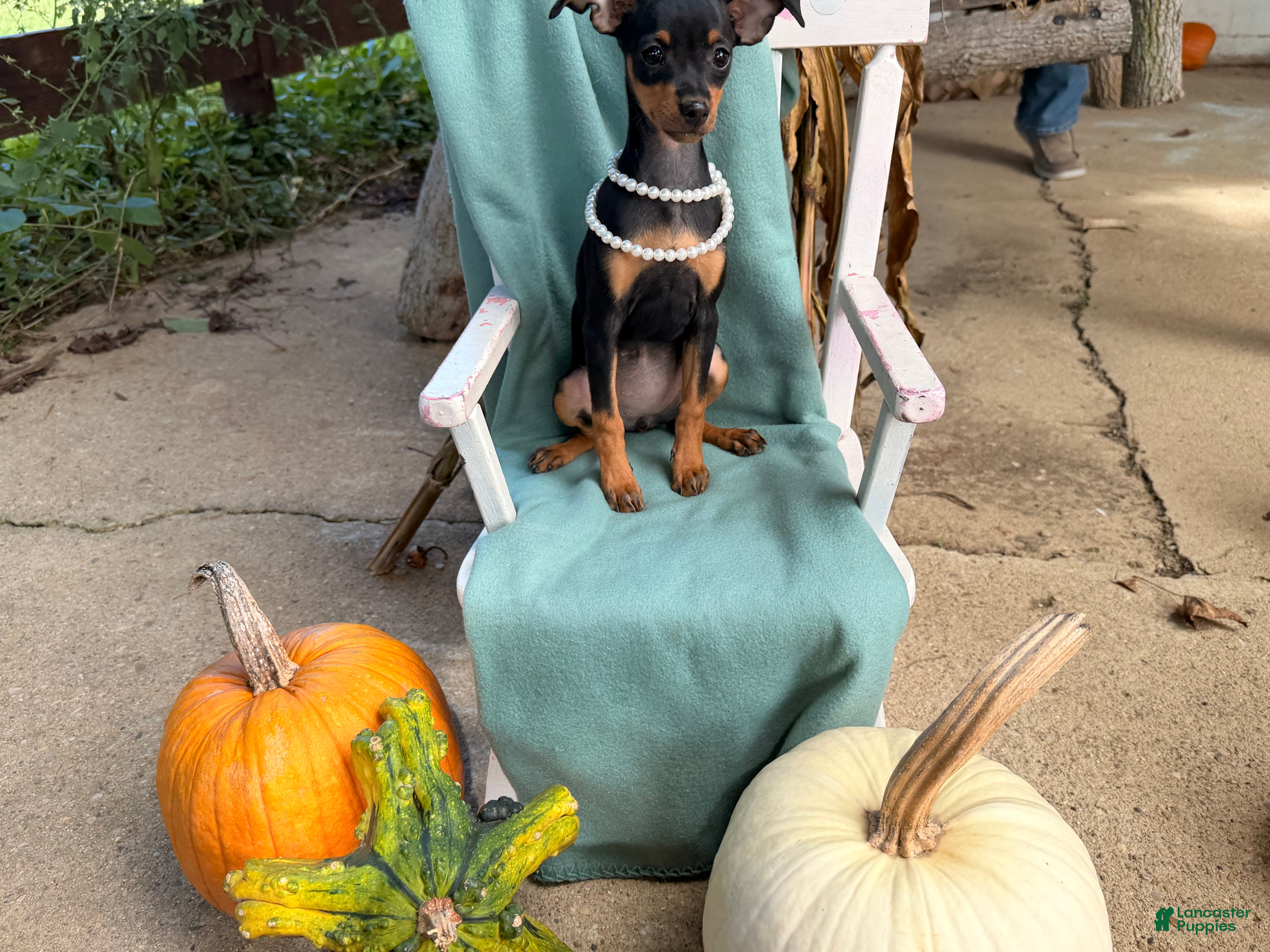 Miniature Pinscher dogs Martha  - Ad 2