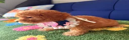 Mini Goldendoodle dogs for sale: molly - Ad 2