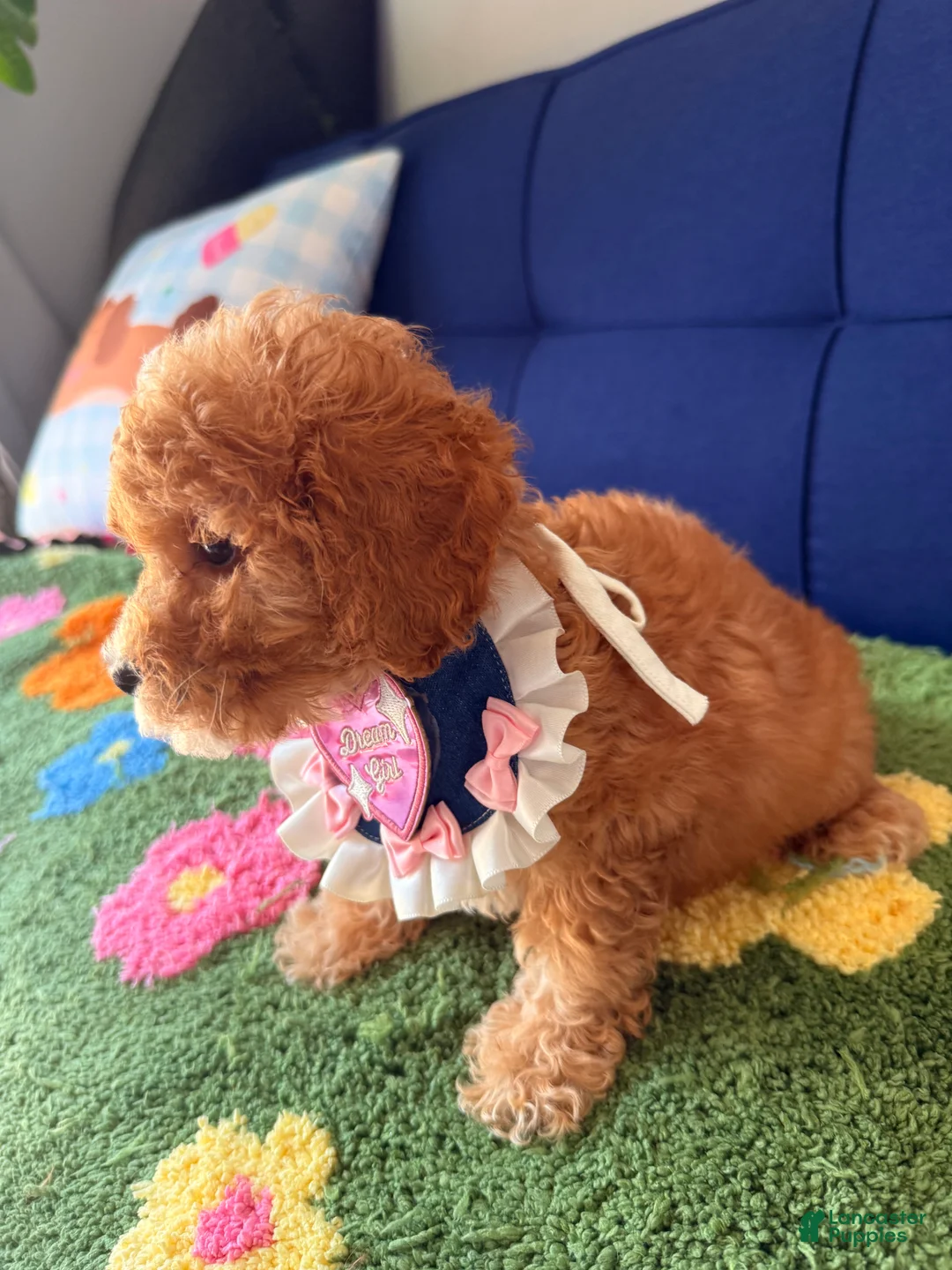 Mini Goldendoodle dogs for sale: molly - Ad 2