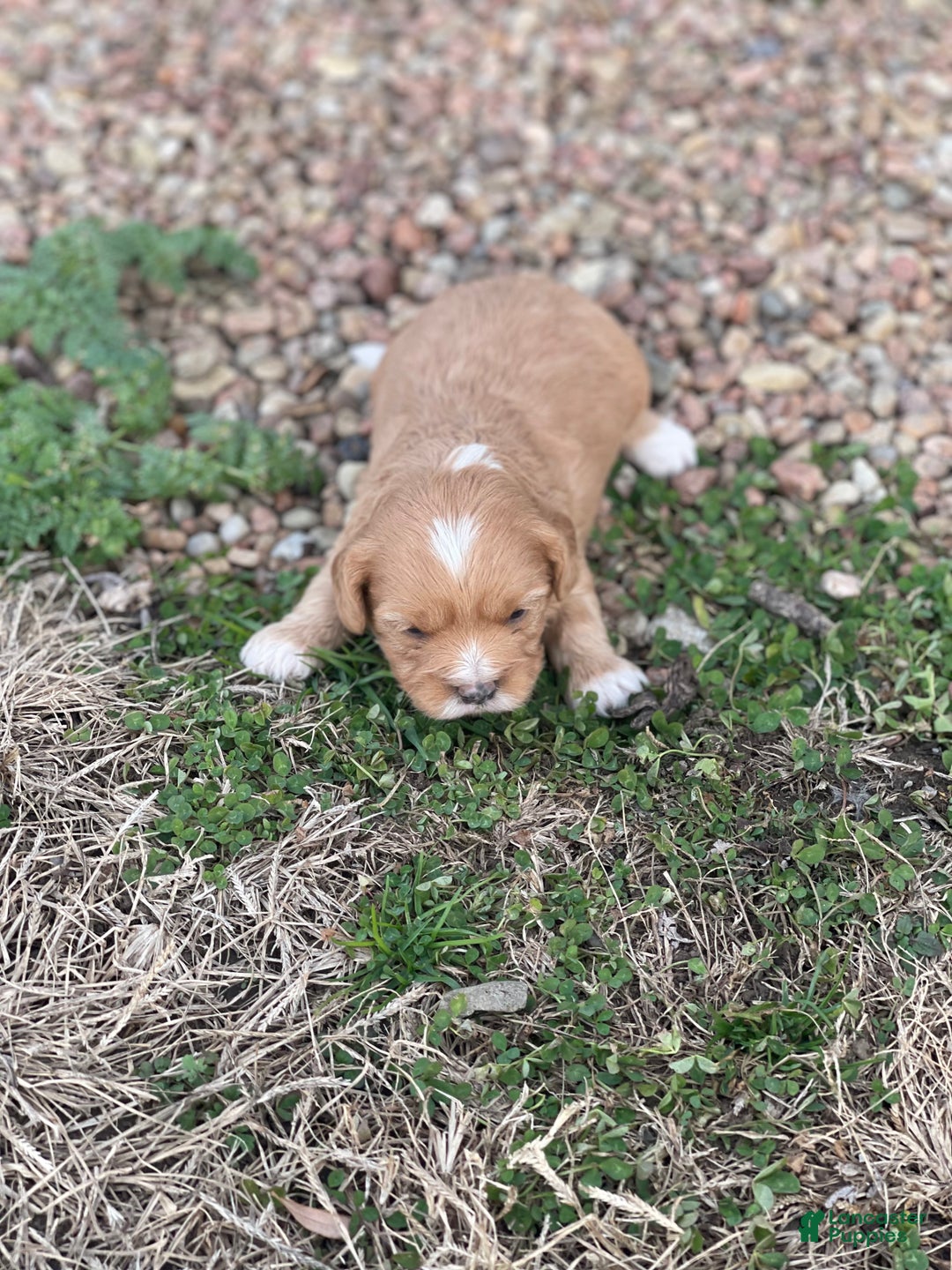 Cavapoo dogs for sale: Cavapoo Puppy 3 - Ad 5