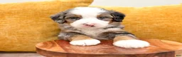 Mini Bernedoodle dogs for sale: Blaze - Ad 3