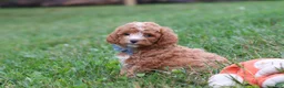 Cavapoo dogs for sale: Jaxon - Ad 3