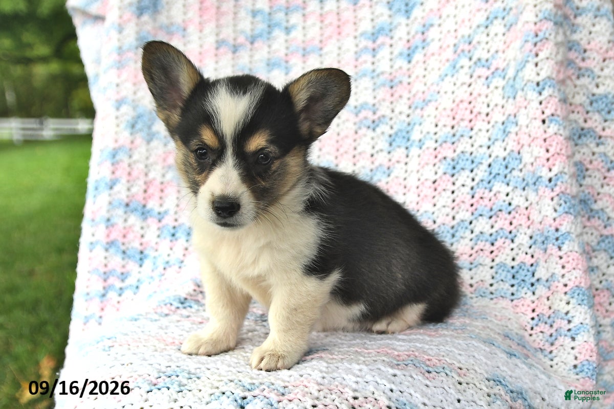 Welsh Corgi Pembroke dogs Amelia - Ad 1