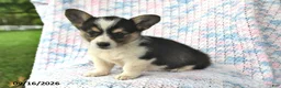 Welsh Corgi Pembroke dogs for sale: Amelia - Ad 1