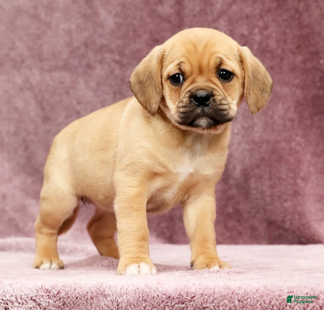Puggle dogs for sale: Dorothy - Ad 4