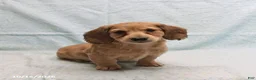 Dachshund dogs for sale: Andrew - Ad 1