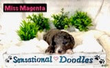 Goldendoodle dogs Miss Magenta - Ad 1