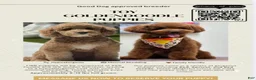 Mini Goldendoodle dogs for sale: Tiramisu - Ad 4