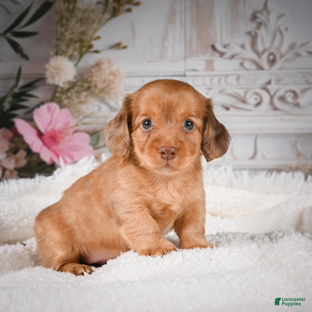 Miniature Dachshund dogs for sale: AKC-Kayla - Ad 1