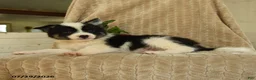 Pomsky dogs for sale: Boomer - Ad 3