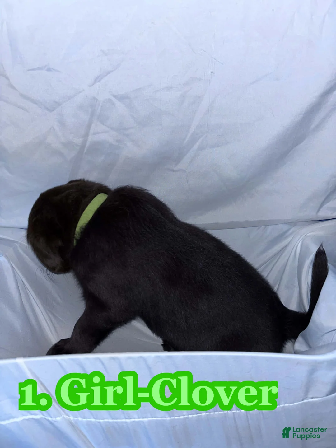 Labrador Retriever dogs for sale: Labrador Retriever Puppy 3 - Ad 2