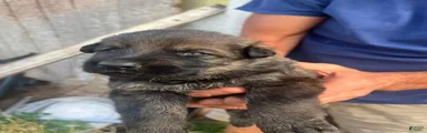 German Shepherd Male 6