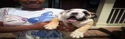 English Bulldog dogs for sale: Penelope  - Ad 3