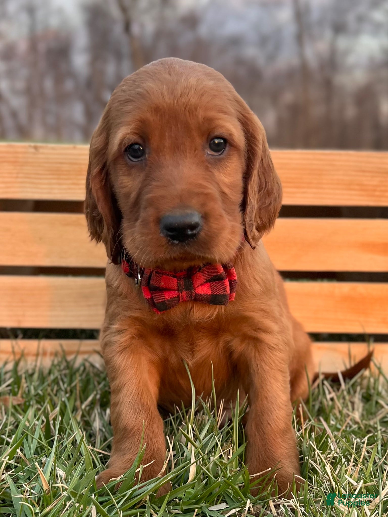 Irish Setter dogs Redmond - Ad 1