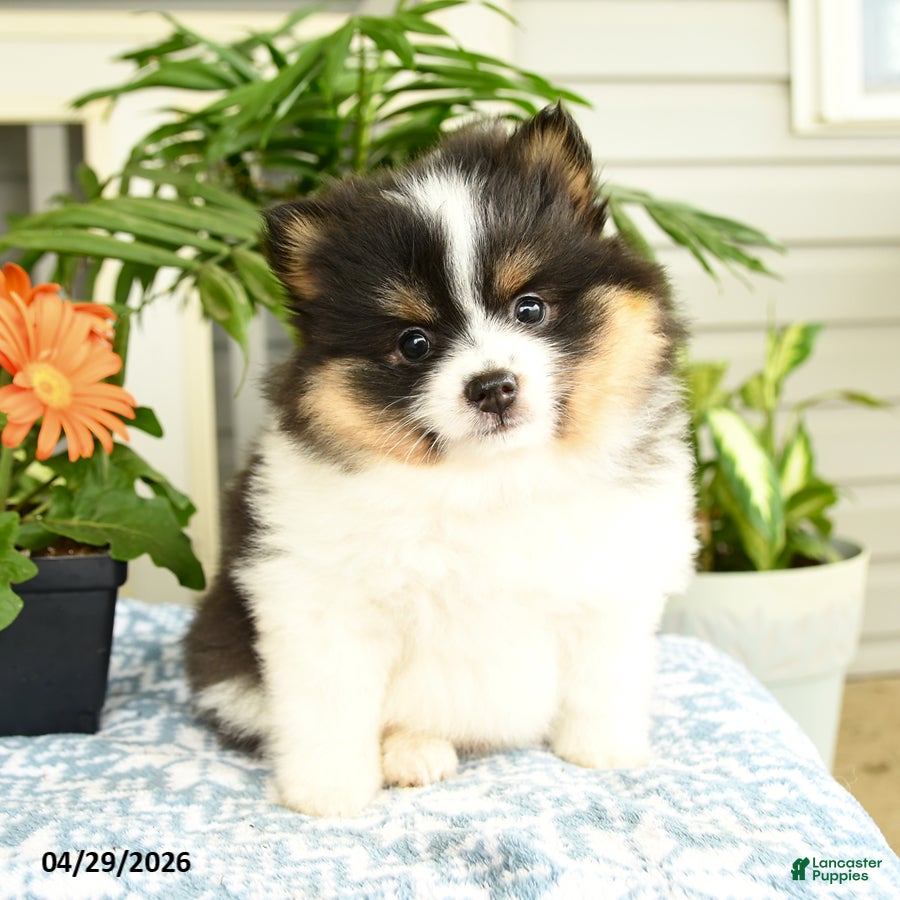 Pomeranian dogs for sale: Balto - Ad 3