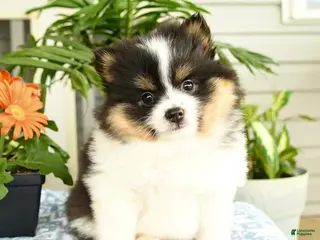 Pomeranian dogs for sale: Balto - Ad 3
