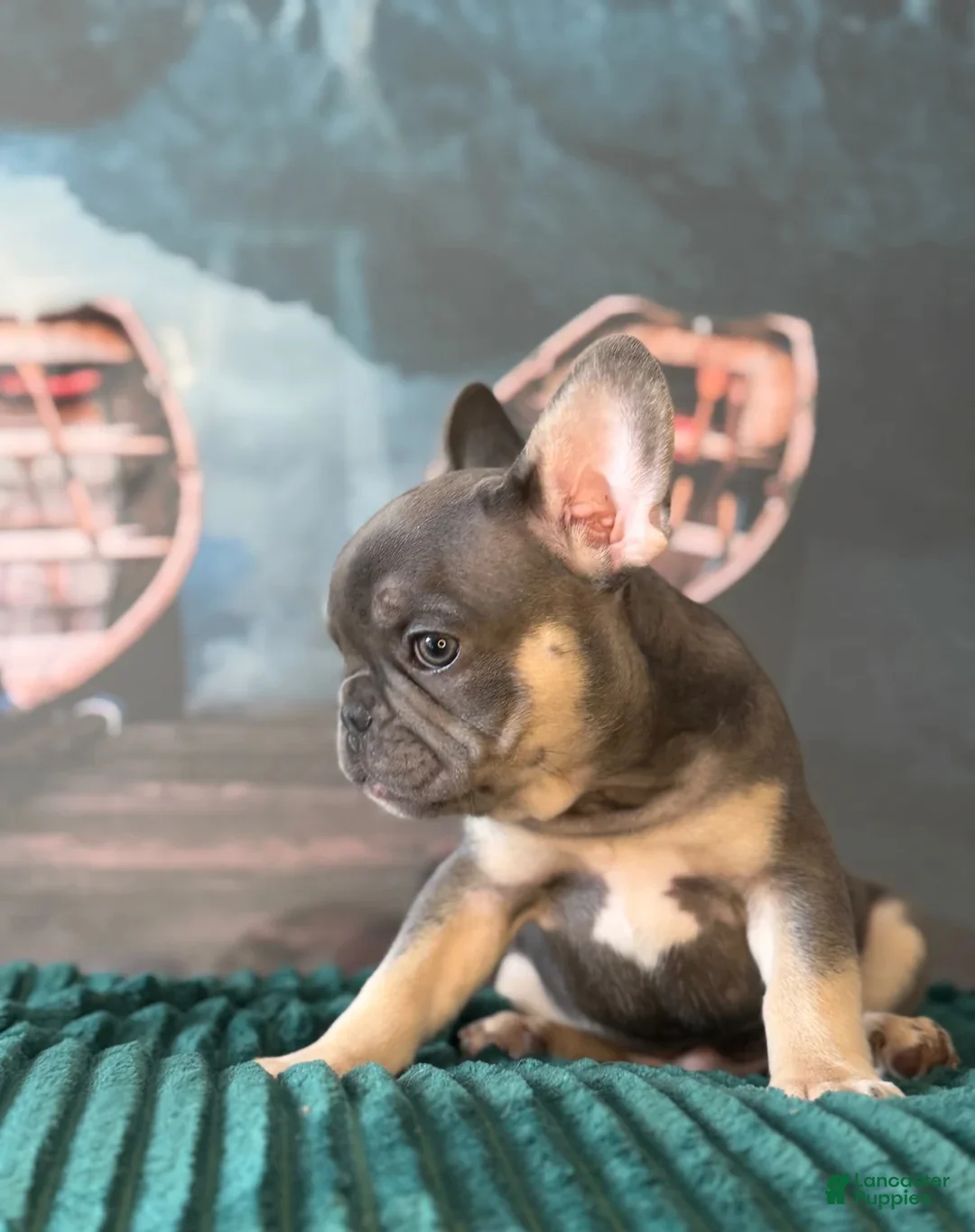 French Bulldog dogs for sale: Max  - Ad 2