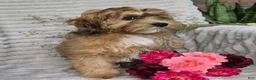 Shihpoo dogs for sale: Mayson - Ad 11