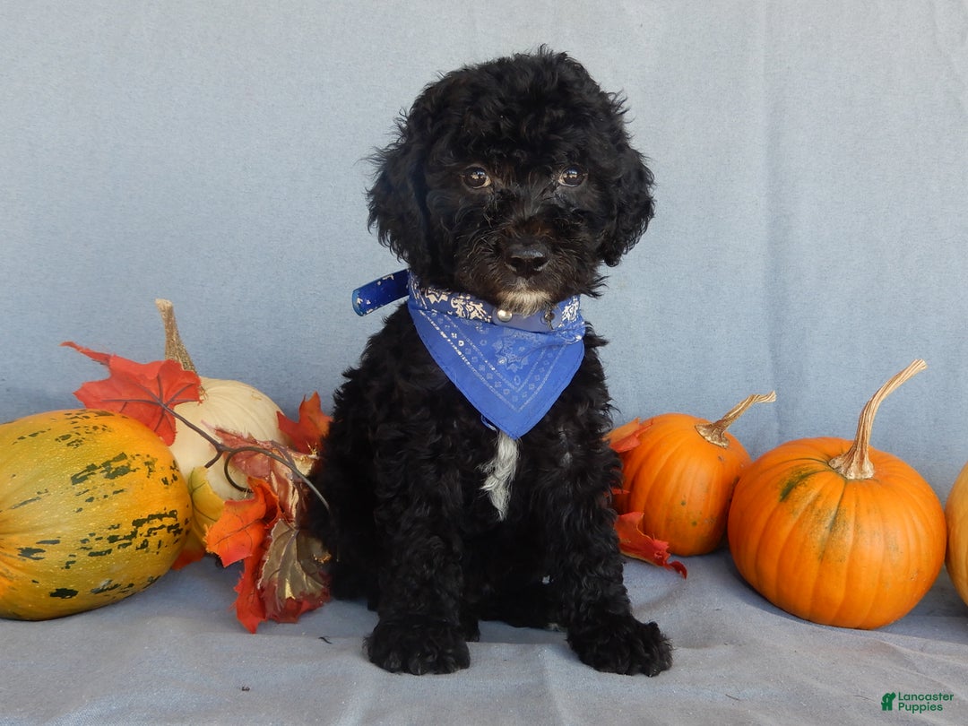 Sheepadoodle dogs for sale: Panda (medium) - Ad 22