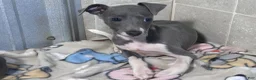 Italian Greyhound dogs for sale: Donut - Ad 1