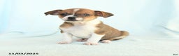 Chihuahua dogs for sale: Larry - Ad 2
