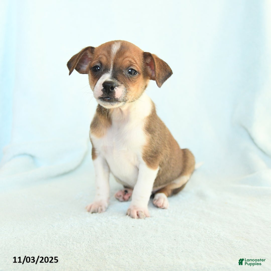 Chihuahua dogs for sale: Larry - Ad 2