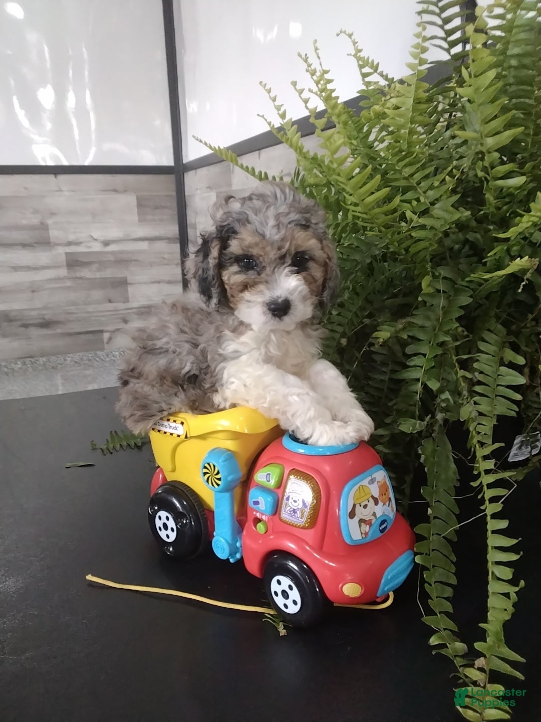Cockapoo dogs Gabby - Ad 1