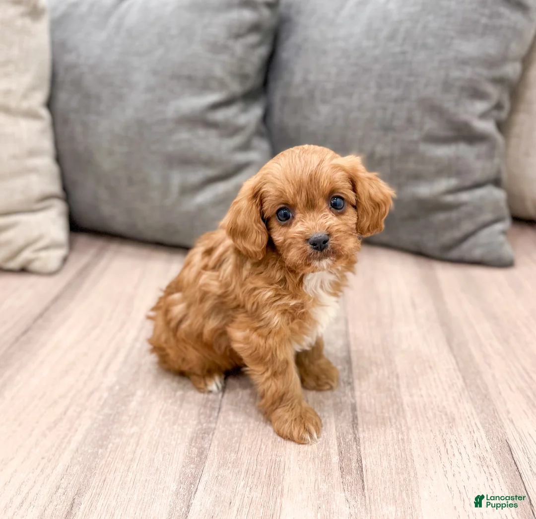 Cavapoo dogs for sale: Rocket - Ad 4