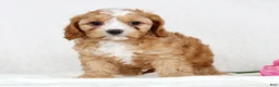 Cavapoo dogs for sale: Crystal - Ad 4