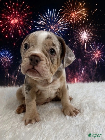 English Bulldog dogs for sale: Lola_Female - Ad 2