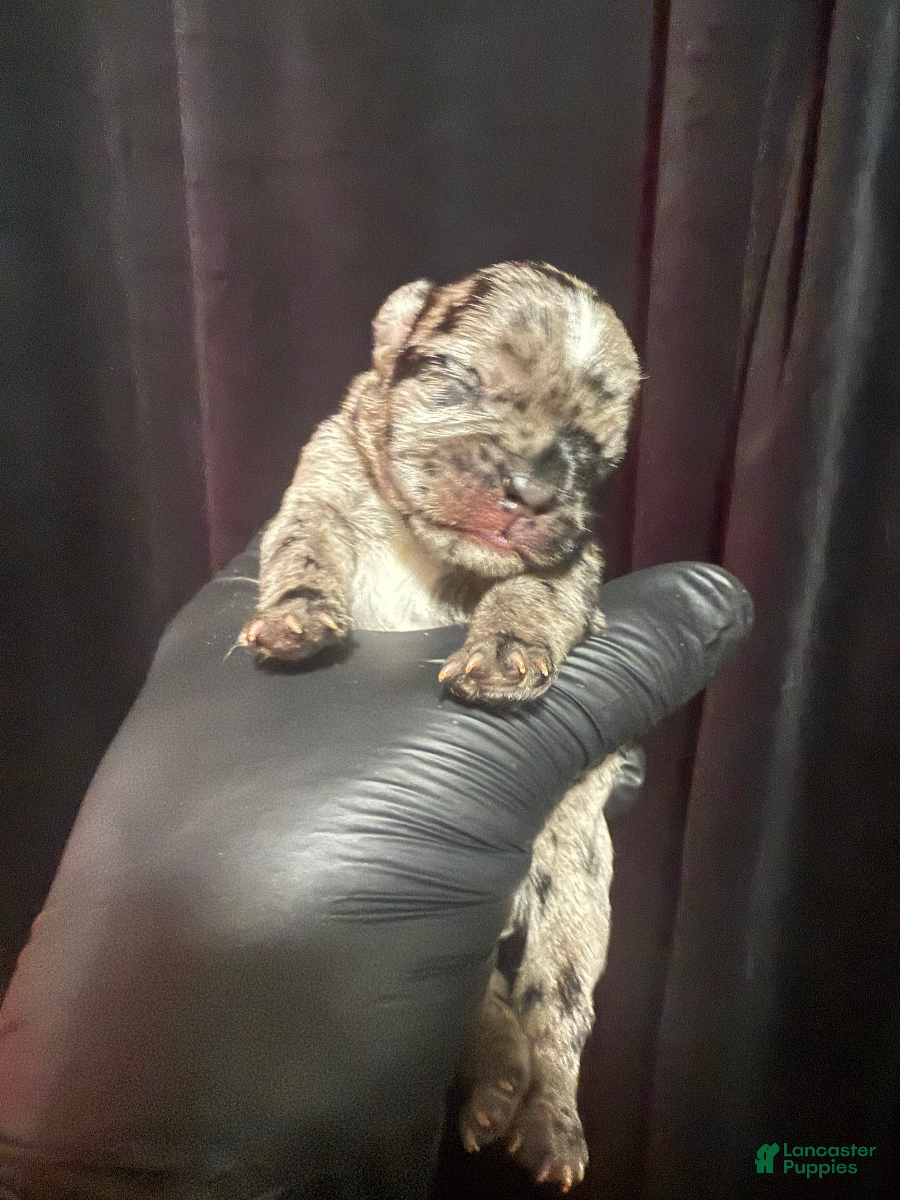 French Bulldog dogs Diamond 💎  - Ad 8