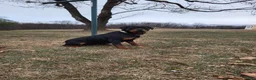 Rottweiler dogs for sale: Dakota - Ad 9