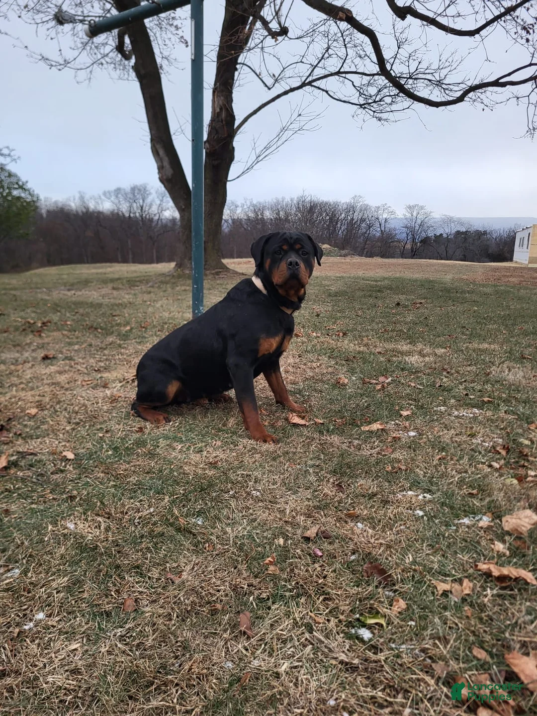 Rottweiler dogs for sale: Dakota - Ad 9
