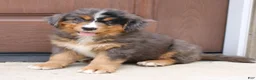 Bernedoodle dogs for sale: Chloe  - Ad 4