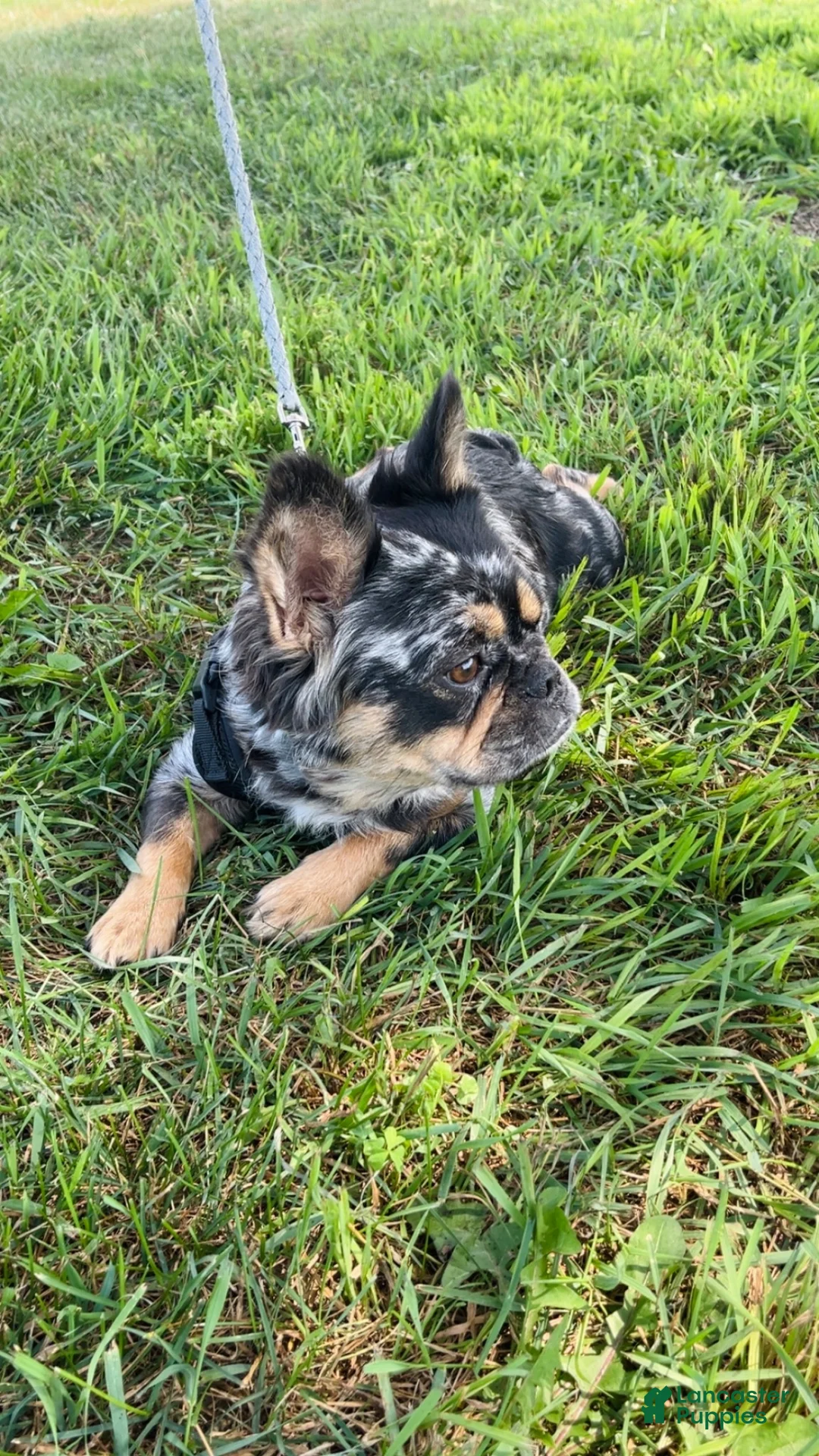 French Bulldog dogs for sale: French Bulldog 3 - Ad 2