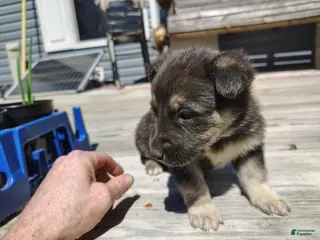 German Shepherd dogs German Shepherd Puppy 5 - Ad 11