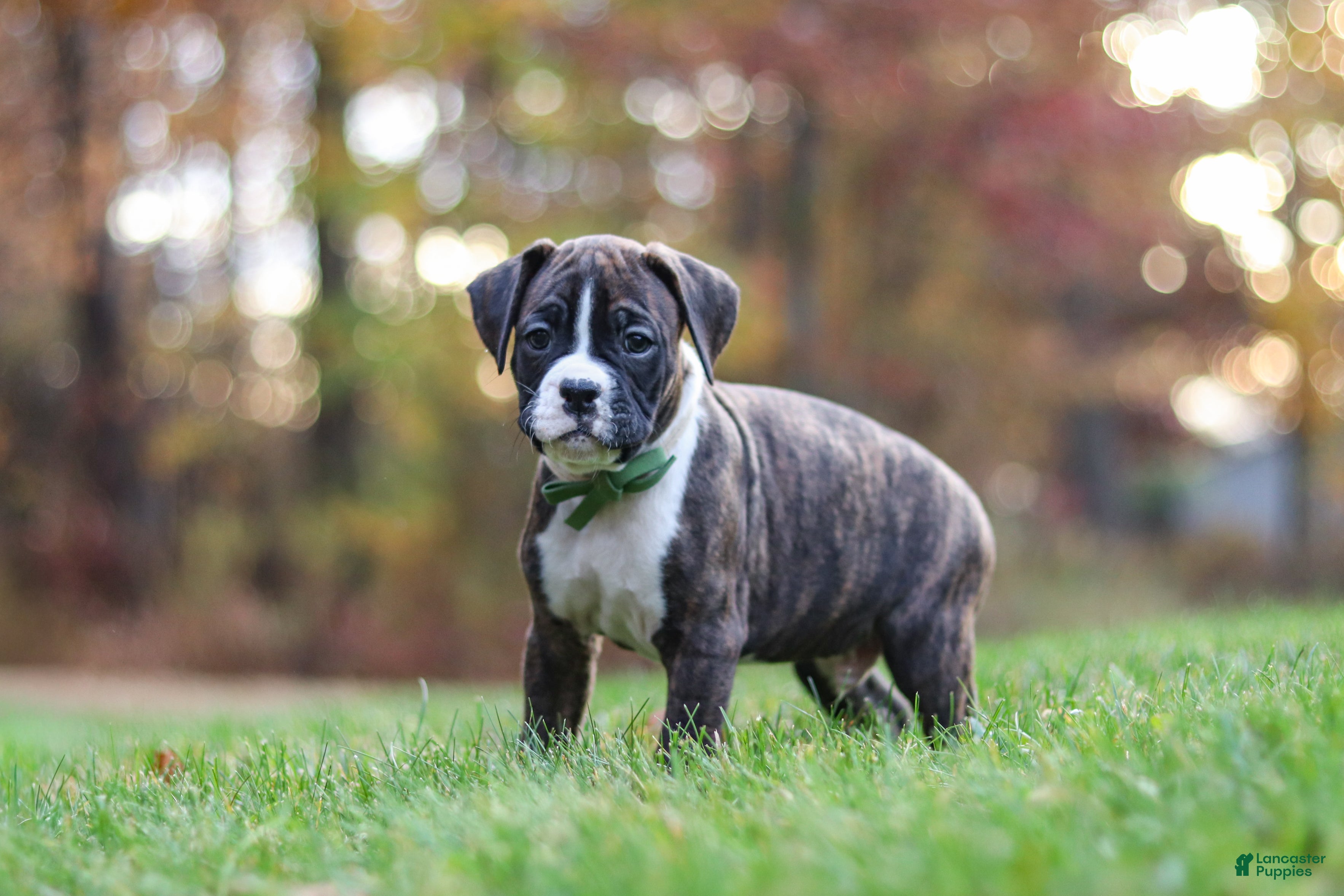 Boxer dogs for sale: Carter - Ad 1