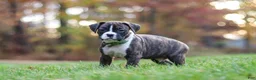 Boxer dogs for sale: Carter - Ad 1
