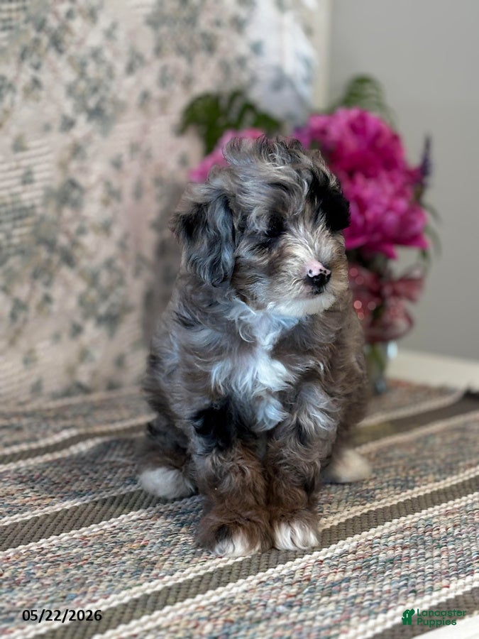 Mini Sheepadoodle dogs Bella   - Ad 2