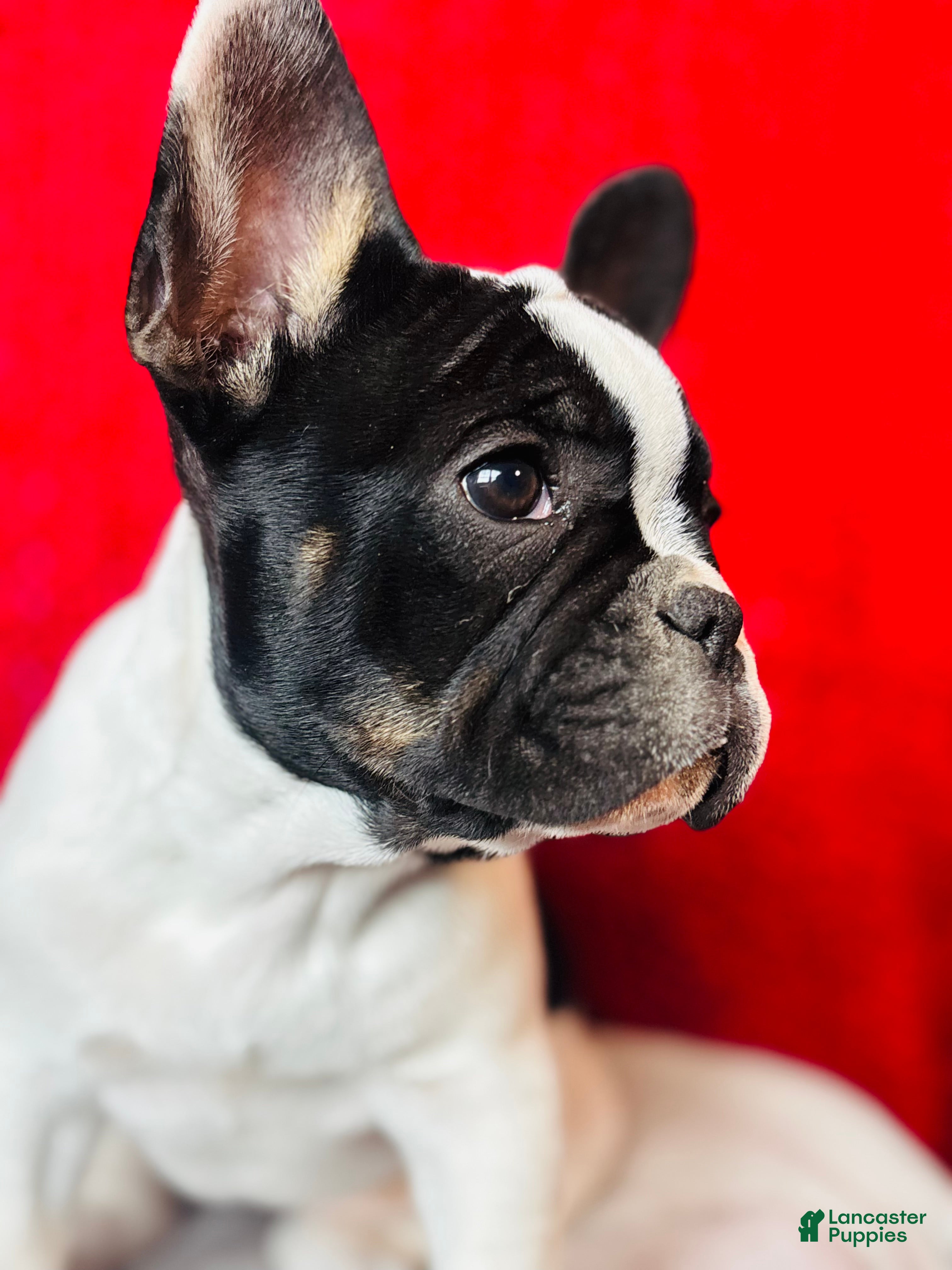 French Bulldog dogs Cow - Ad 2