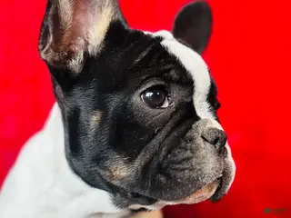 French Bulldog dogs Cow - Ad 2